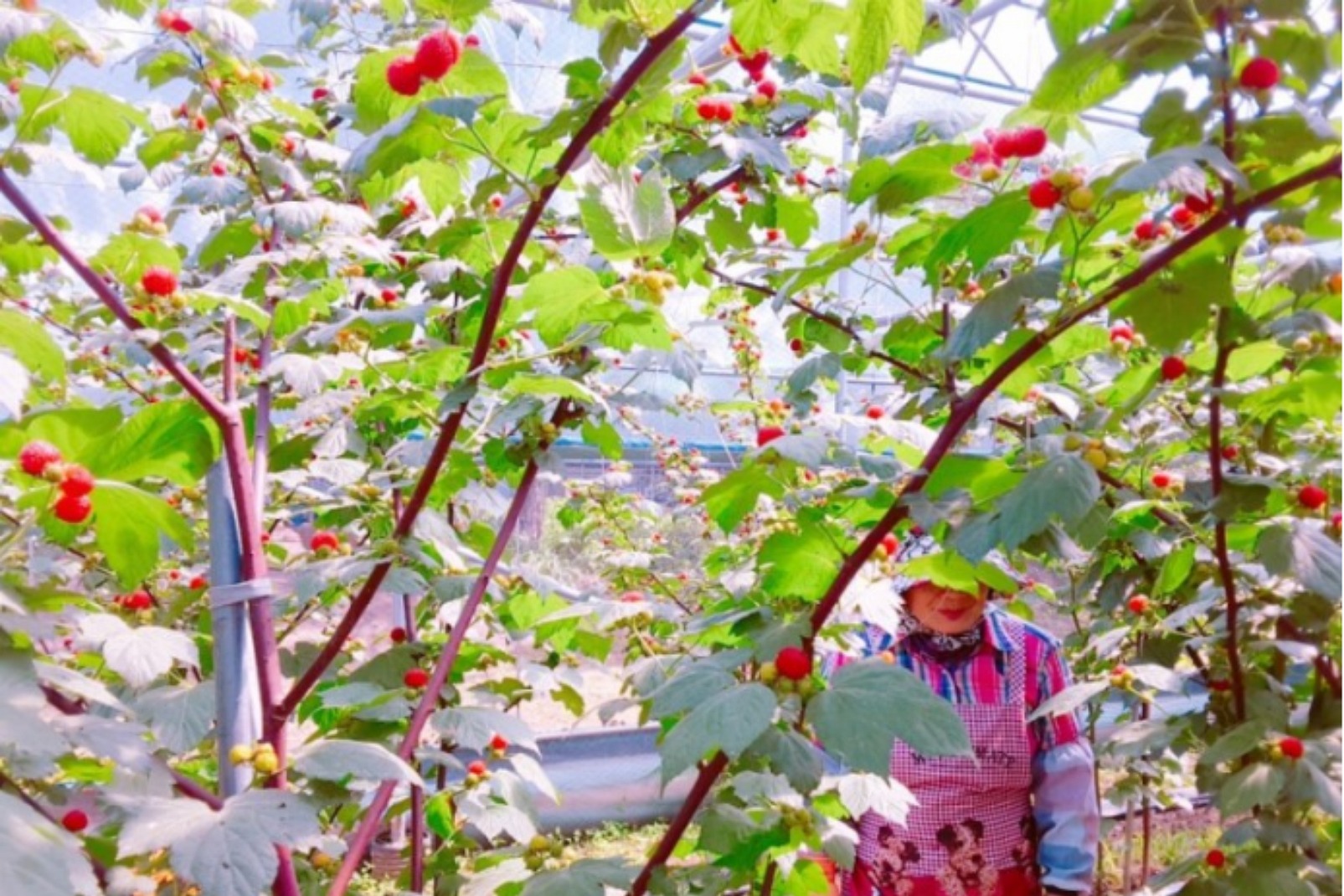 별그린농원(산딸기, 체리) | 댓글 별그린농원(산딸기, 체리)