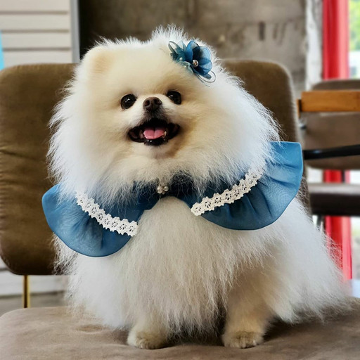 로코코블랑