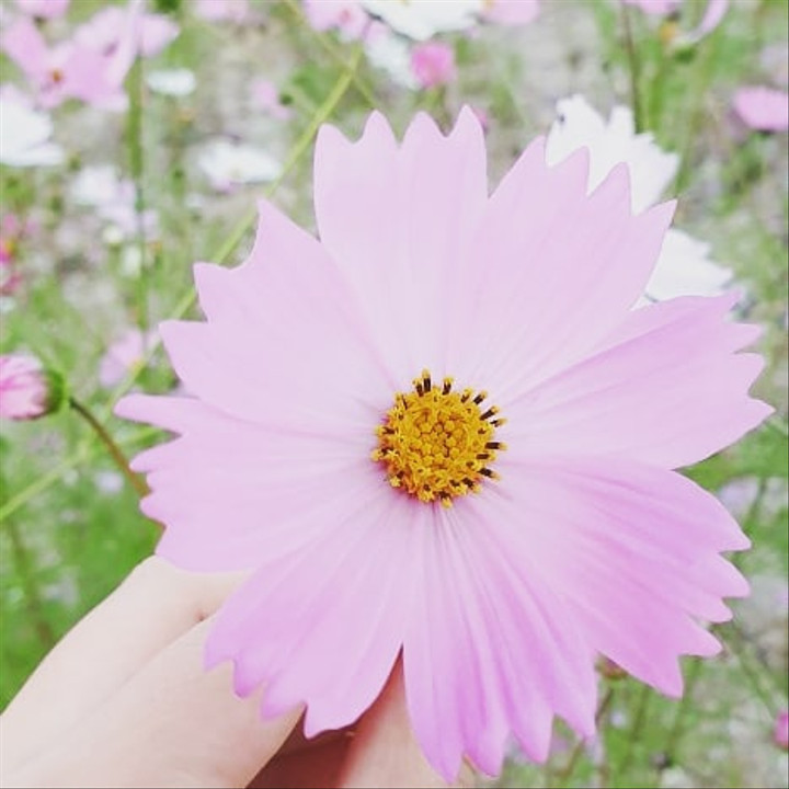 홍삼천하 | 작가 피드 홍삼천하