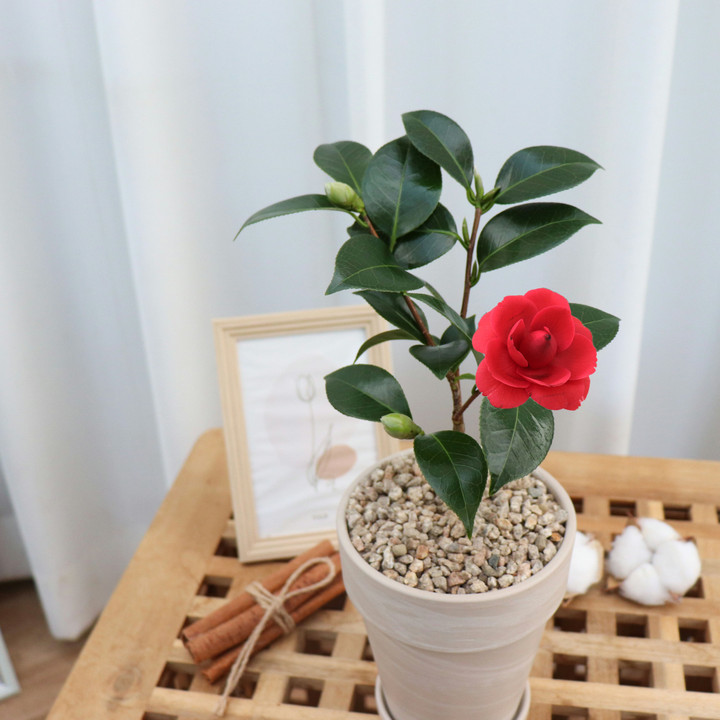 품절임박) 동백 나무🌹 꽃 화분 라까멜라 반려 식물 | 아이디어스