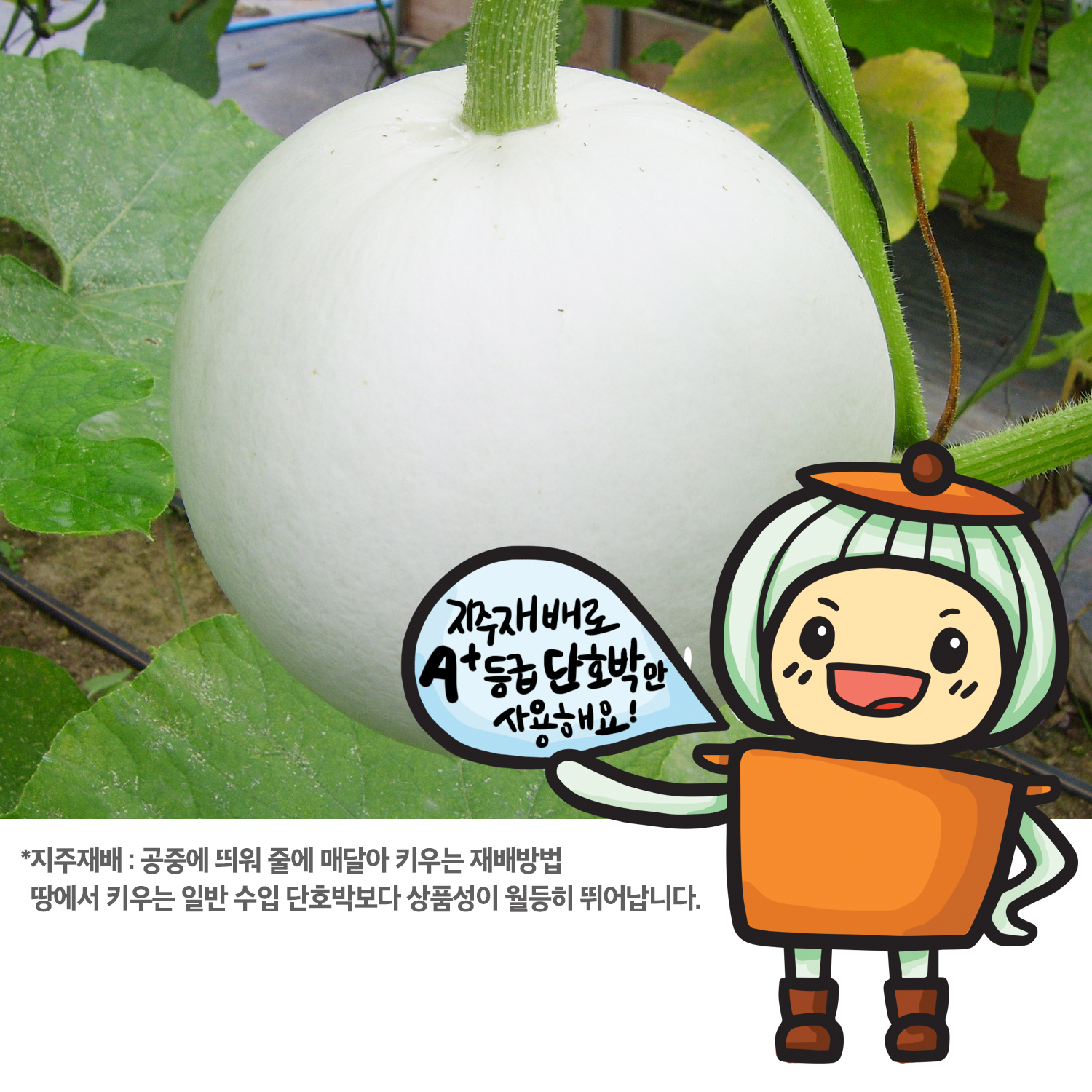 팜앤팜농장 박태우 | 스토리  팜앤팜농장 박태우