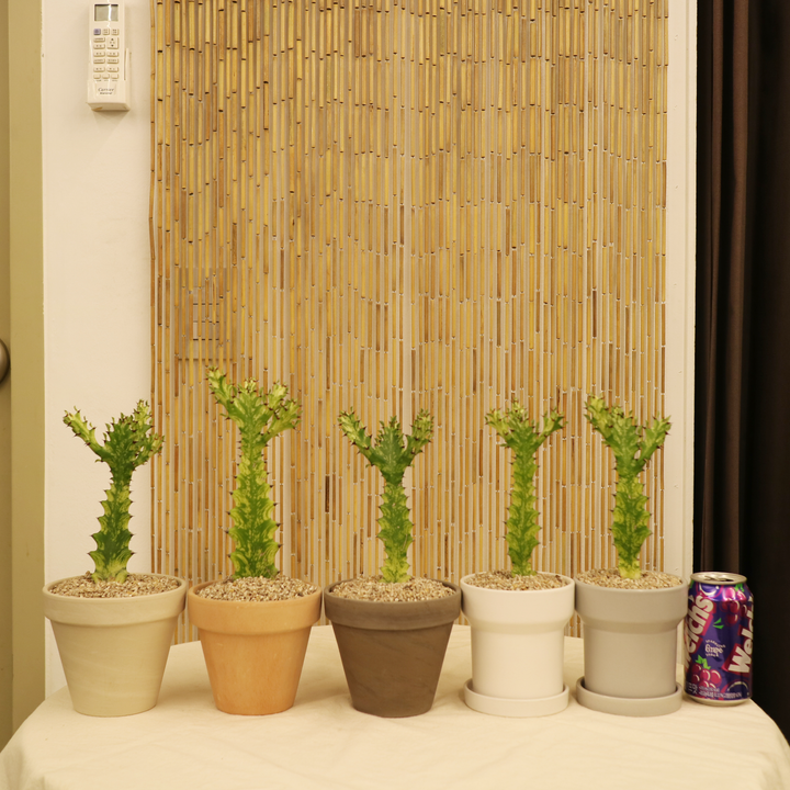 귀여운 테이블사이즈 청화각금 선인장 - 화분 2type | 아이디어스