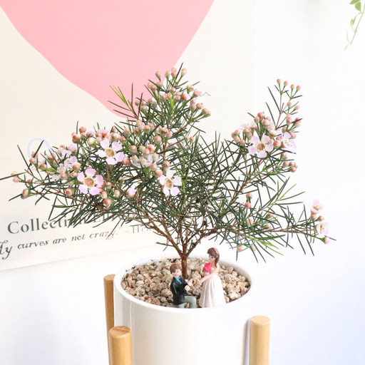 봄 꽃 왁스플라워 🌸 향기나는 화분 키우기 | 아이디어스  봄 꽃 왁스플라워 🌸 향기나는 화분 키우기