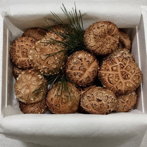 설명절선물 초가송이 생표고버섯 화고800g [원산지:작품정보참조] | 아이디어스 설명절선물 초가송이 생표고버섯  화고800g [원산지... 