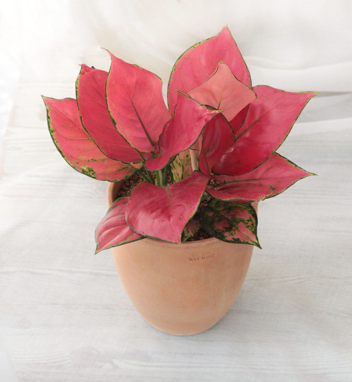 아글라오네마 핑크 안냐마니 지리홍 공기정화 습도조절식물 | 아이디어스