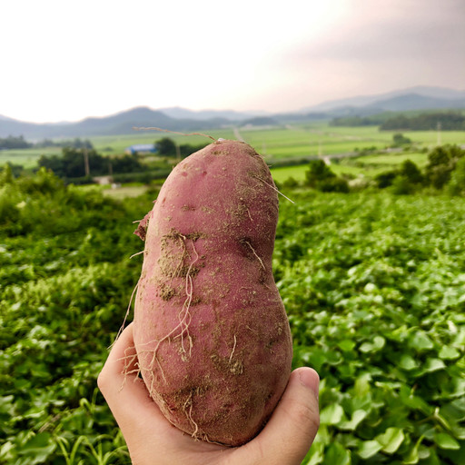 계절농부 해남 2019햇밤고구마 | 아이디어스 - 핸드메이드, 수공예, 수제 먹거리 계절농부 해남 2019햇밤고구마