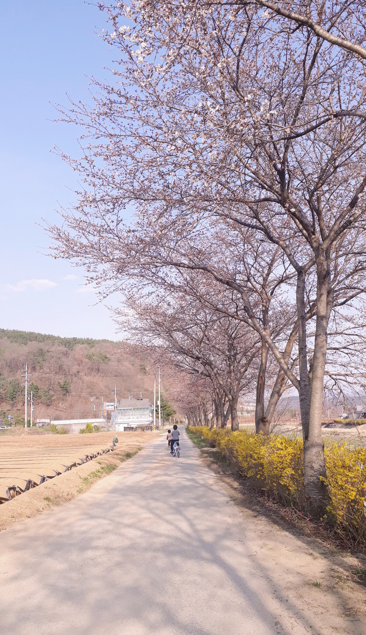 홍삼천하 | 스토리  홍삼천하