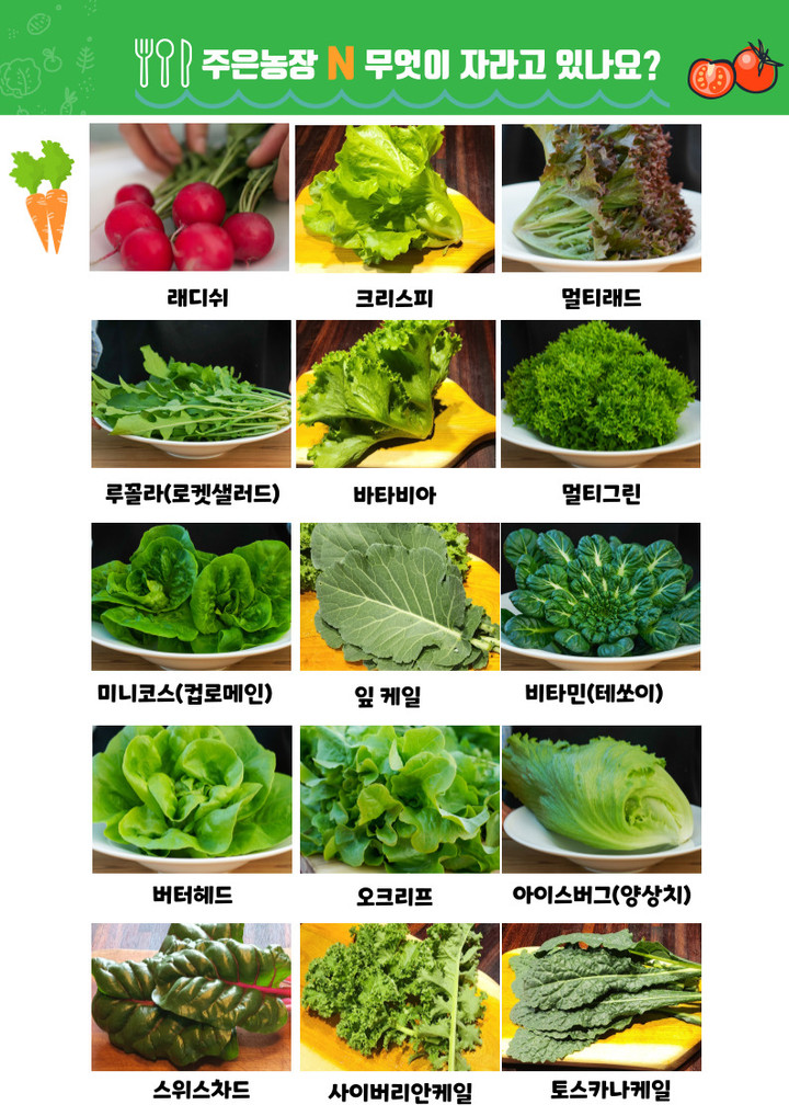 부드러운 봄채소 스프링살랏 1kg | 아이디어스
