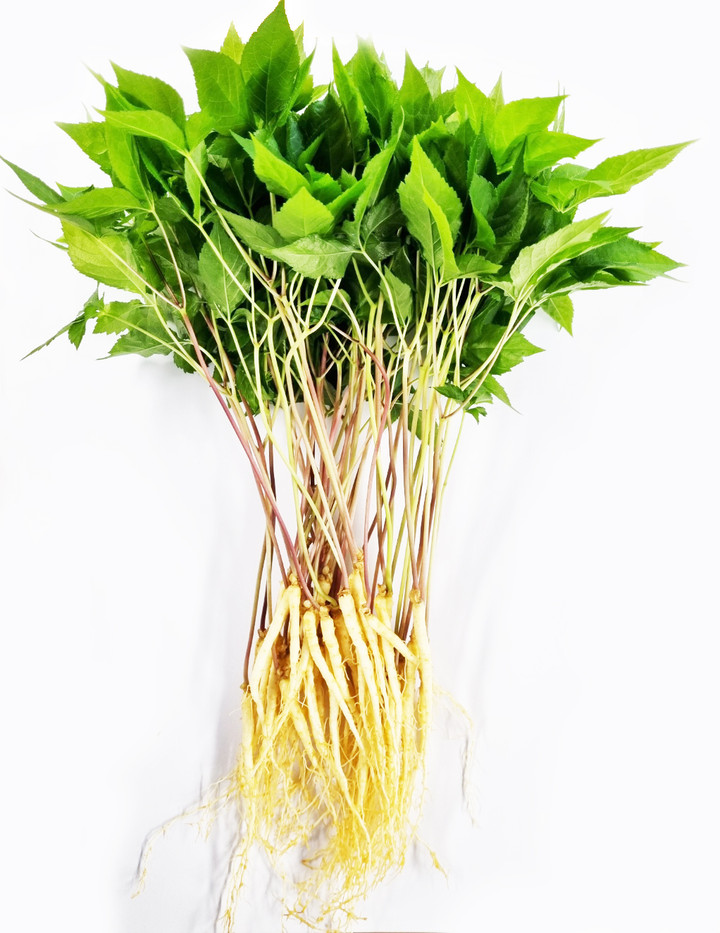 알가팜 수경재배 새싹삼 50뿌리(80g) | 아이디어스 알가팜 수경재배 새싹삼 50뿌리(80g) 