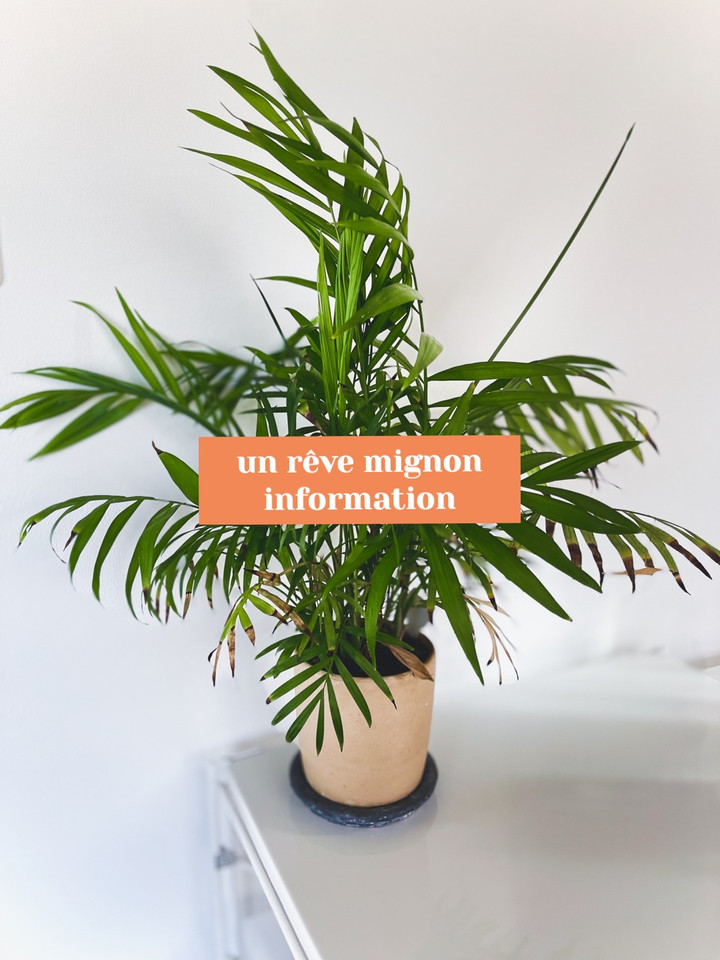 un reve mignon*언레브미뇽 | 작가 피드 un reve mignon*언레브미뇽