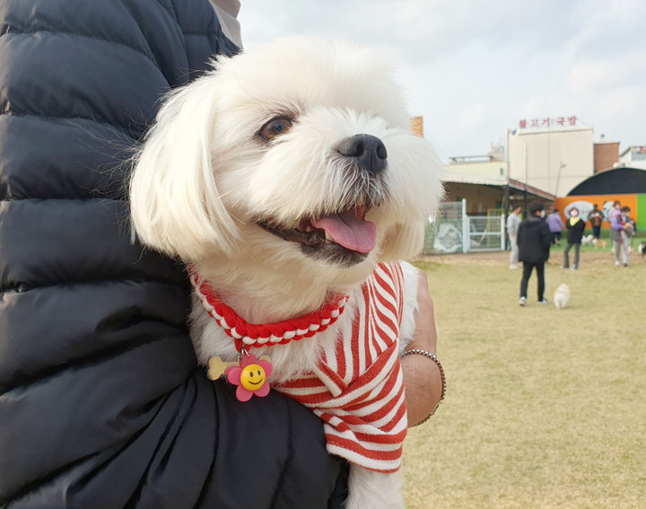 ❤️ 포인트 패브릭 강아지 목걸이 ❤️ | 아이디어스