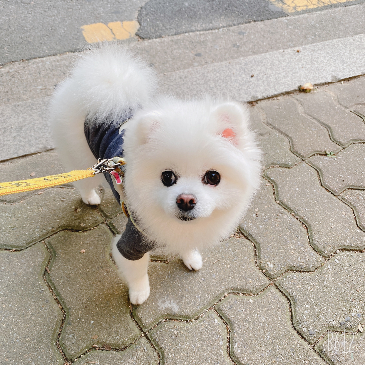 [직화촌]불독덮밥 | 구매후기 [직화촌]불독덮밥