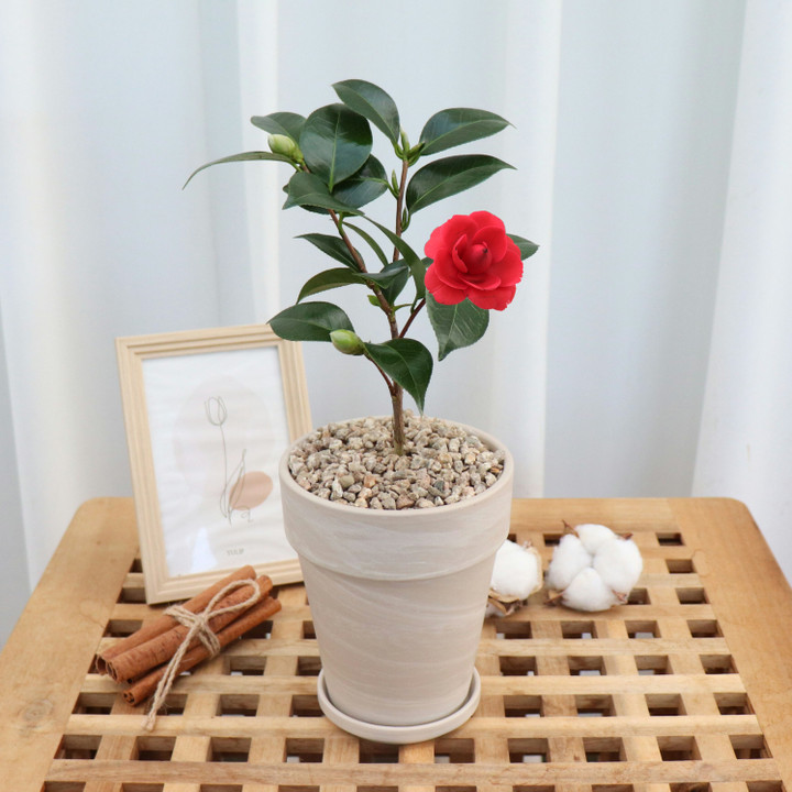 품절임박) 동백 나무🌹 꽃 화분 라까멜라 반려 식물 | 아이디어스