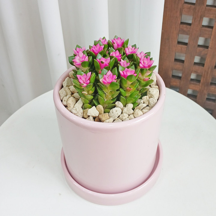 즙이 많은 식물 선물 아이디어 : 전문성을 추가하는 5 가지 방법 3