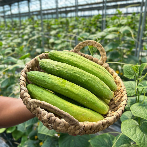[한정판매] 클로렐라 햇오이 못난이 도사리 오이 [원산지:작품정보참조] | 아이디어스 [한정판매] 클로렐라 햇오이 못난이 도사리 오이 [원산지... 