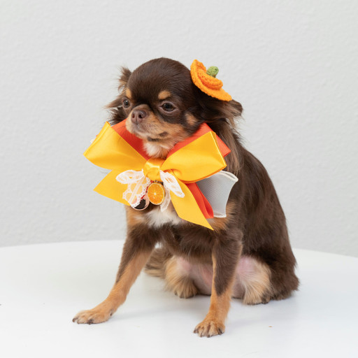 🍊감귤 에이드 리본타이🍊 | 아이디어스 🍊감귤 에이드 리본타이🍊