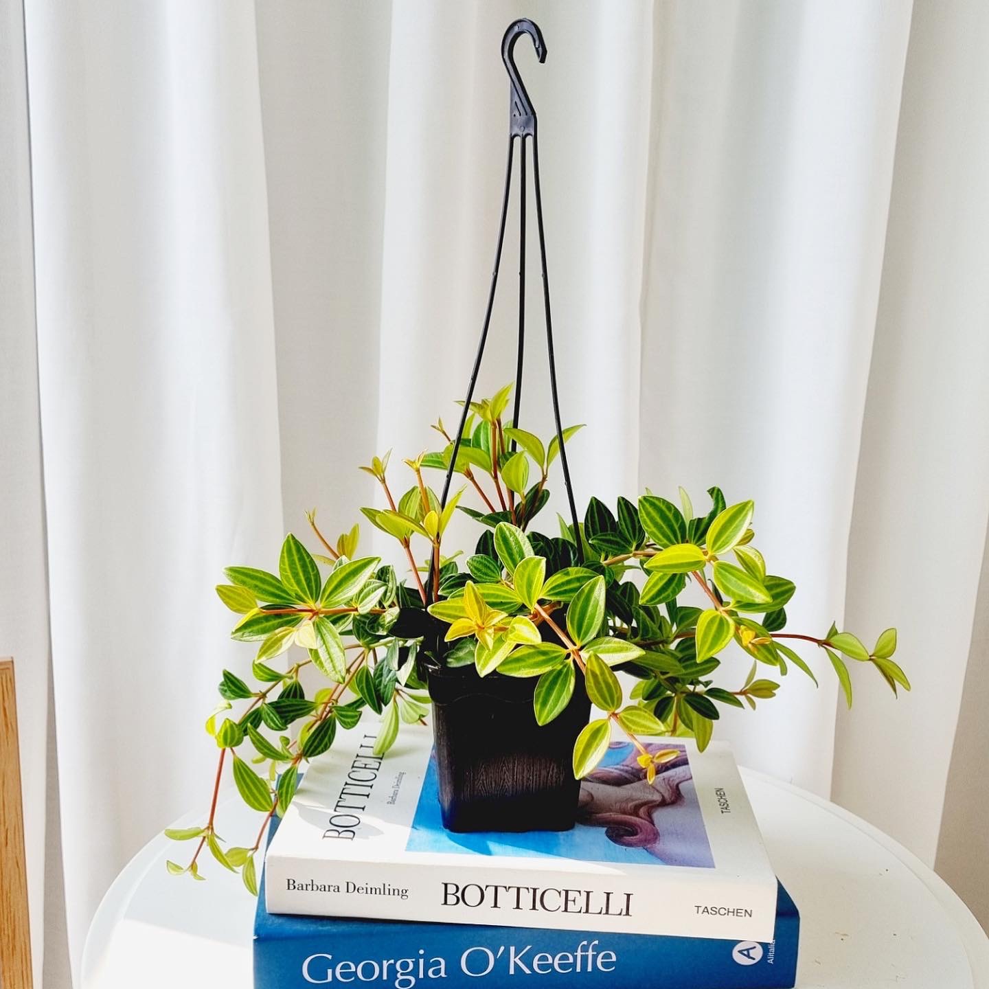 아몬드 페페 행잉 포트 키우기 쉬운 공기정화 식물 화분 | 아이디어스