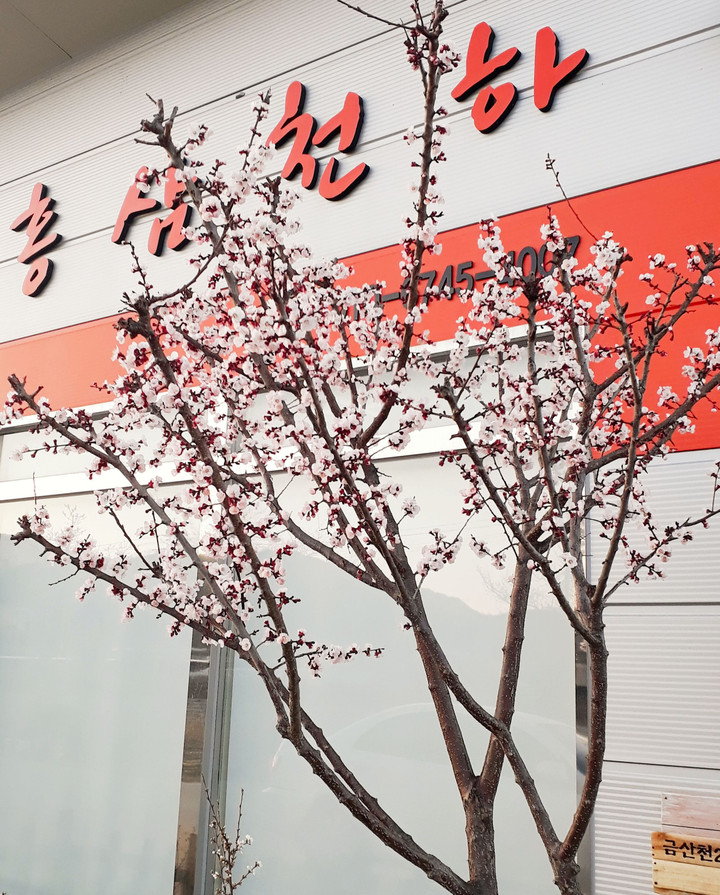 홍삼천하 | 스토리  홍삼천하